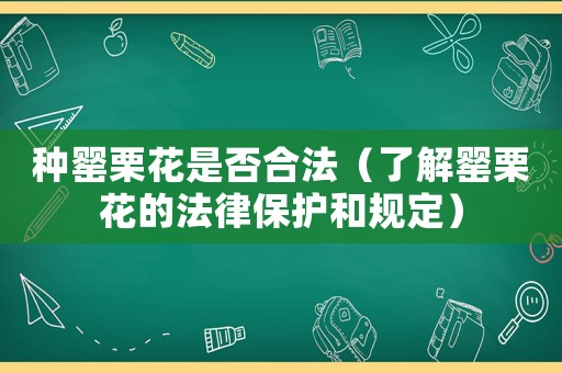 種罌栗花是否合法（了解罌栗花的法律保護(hù)和規(guī)定）