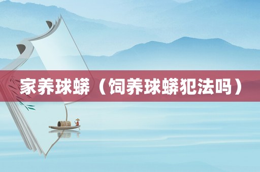 家養(yǎng)球蟒（飼養(yǎng)球蟒犯法嗎）