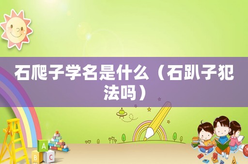 石爬子學(xué)名是什么（石趴子犯法嗎）