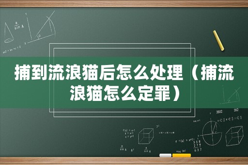 捕到流浪貓后怎么處理（捕流浪貓怎么定罪）