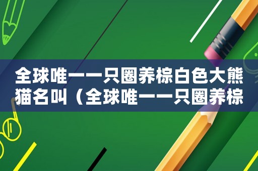 全球唯一一只圈養(yǎng)棕白色大熊貓名叫（全球唯一一只圈養(yǎng)棕白色大熊貓叫什么）