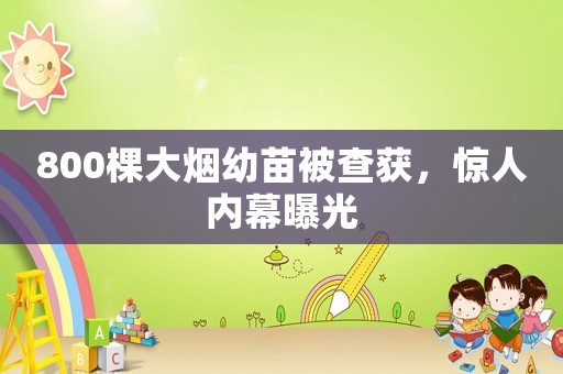 800棵大煙幼苗被查獲，驚人內(nèi)幕曝光